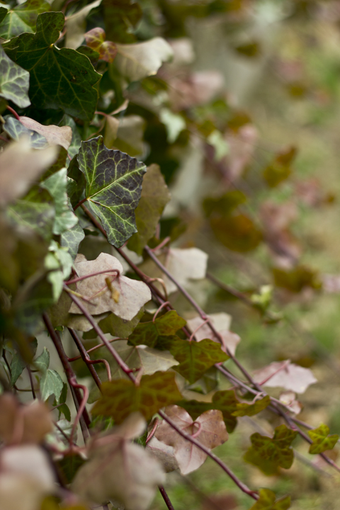 Ivy Invasion